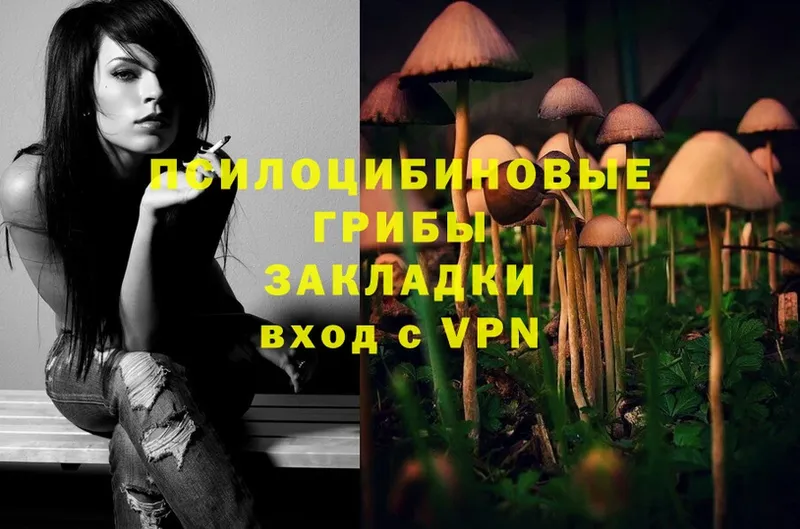 площадка какой сайт  omg сайт  Кашин  Псилоцибиновые грибы Psilocybe 